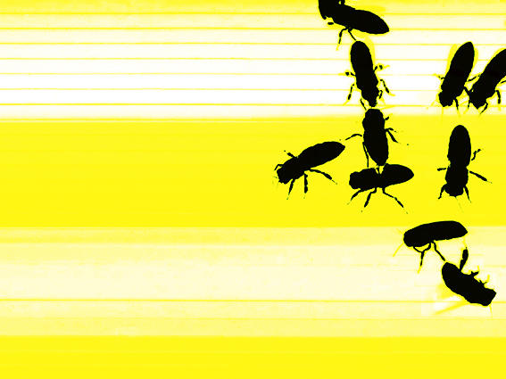 Martine Mougin, série Stay with us 1, version 2, Neon Bees N°5, 40 x 30 cm, photographie, tirage jet d’encre, 2014