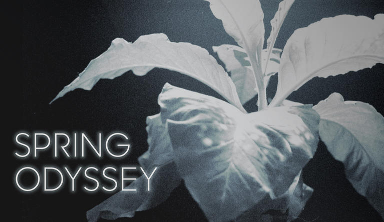 une plante toute blanche prends toute la partie droite de l'image et le titre SPRING ODYSSEY est indiqué sur la gauche