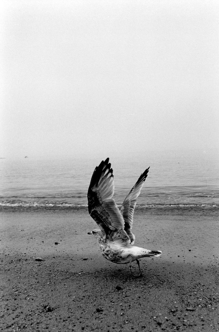 Prise de vue d'une mouette ailes déployées surc la plage
