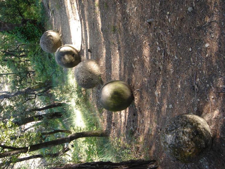 BAILLY Dominique, Cinq sphères de calcaire et de chêne, 1991