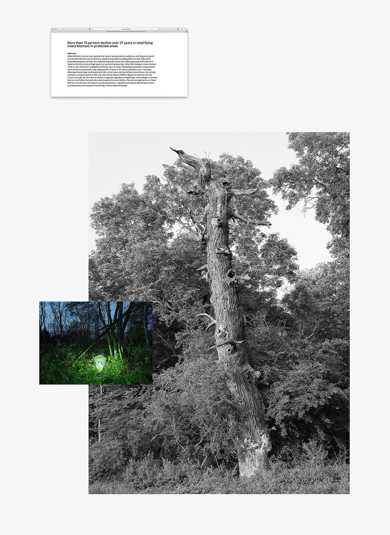 Hollow oak, insect trap, research article, 2019, Tirage pigmentaire, cadre érable, 85 x 62 cm ed. 7 + 2 a.p.