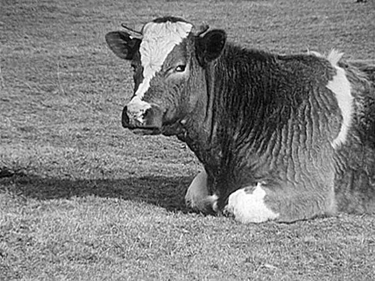 Georges Rey, "La vache qui rumine", Film expérimental, 2'45'', 16 mm, muet, noir et blanc, 1969