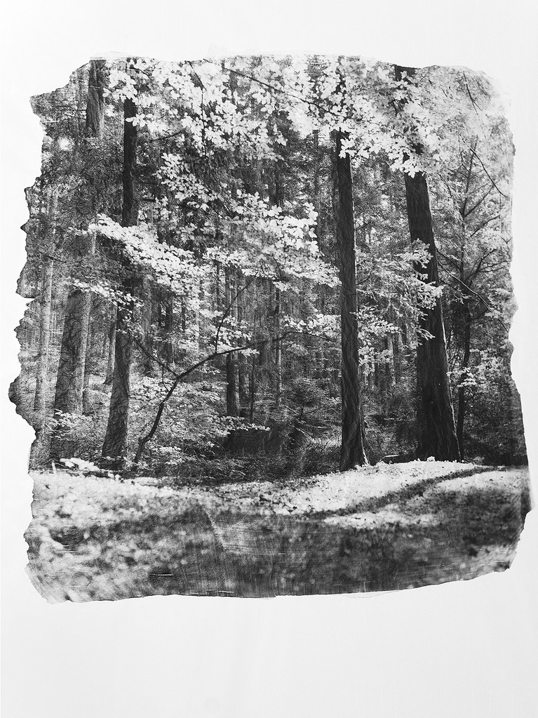photographie d'une forêt