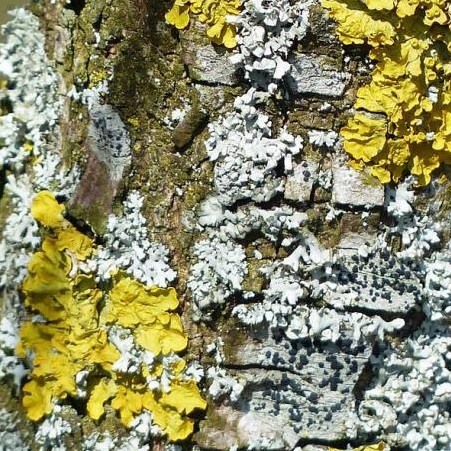 Sortie nature Lichens, sciences et créations