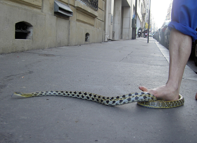 Œuvre d'Adel ABDESSEMED intitulée Zero Tolerance des collections du Frac-Artothèque. Une photographie d'un serpent au milieu d'une rue et d'une personne qui va lui marcher dessus.